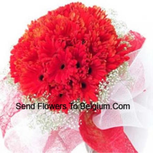 Cute 37 Red Gerberas