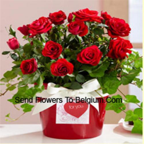 Cute Arrangement of 19 Red Roses