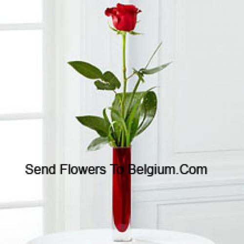 Cute Single Red Rose