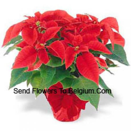 Beautiful Red Poinsettias